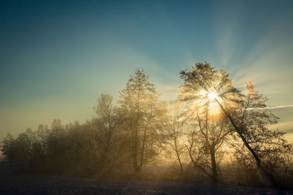 A forest scene